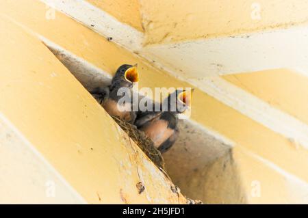 Young, juvenile swallows (Hirundo rustica) in a nest in the eaves of a building, gape as they wait for their parents to return with food Stock Photo