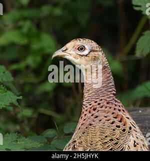 close up of head of female pheasant Stock Photo
