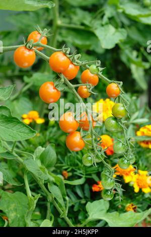 Sungold tomatoes. Solanum lycopersicum Sungold F1 cherry tomatoes growing on the vine in a greenhouse with marigold companion planting.. UK Stock Photo