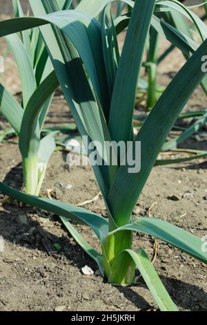 Leek growing. Leek 'Giant Winter', also called Leek 'Seigfried' late variety leek maturing in a UK veg plot. Stock Photo