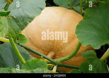 CUCURBITA MAXIMA. PACIFIC GIANT PUMPKIN Stock Photo