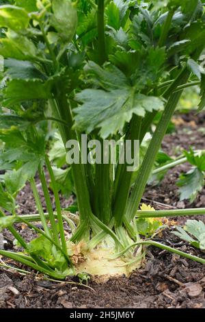 Celeraic 'Monarch' plants with crown exposed to aid root development. Apium graveolens var. rapaceum. UK Stock Photo