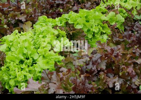 Lactuca sativa lettuce 'Salad Bowl' red and green mixed - cut and come again loose leaf lettuce ready for picking. UK Stock Photo