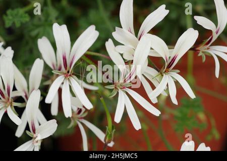 Pelargonium 'Trifidum' flowers - aromatic pelargonium. UK Stock Photo