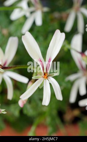Pelargonium 'Trifidum' flowers - aromatic pelargonium. UK Stock Photo
