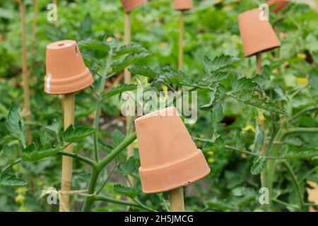 Cane toppers. Clay pots on tomato plant support canes to help prevent  injury from sharp bamboo cane tops. UK Stock Photo