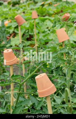 Cane toppers. Clay pots on tomato plant support canes to help prevent  injury from sharp bamboo cane tops. UK Stock Photo