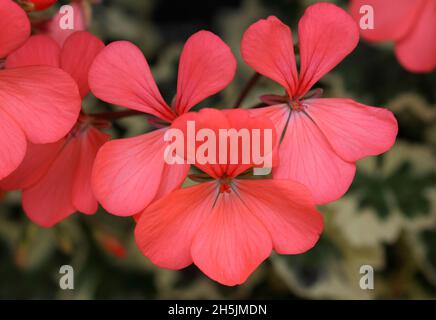 Pelargonium 'Frank Headley' zonal pelargonium - salmon pink flowers and variegated foliage. UK Stock Photo