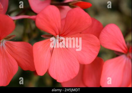 Pelargonium 'Frank Headley' zonal pelargonium - salmon pink flowers and variegated foliage. UK Stock Photo