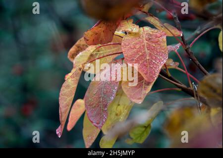 Droplets of water on warm coloured autumn leaves Stock Photo