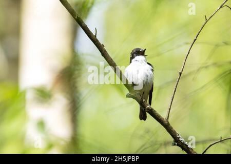 Adult male European pied flycatcher, Ficedula hypoleuca perched and singing on a sunny spring day in a boreal forest. Stock Photo