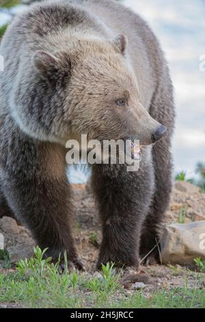Grizzly Bear (Ursus arctos). Yellowstone National Park, Wyoming, USA. Stock Photo