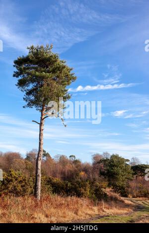 Lone Scott's Pine tree in the Ashdown Forest Stock Photo