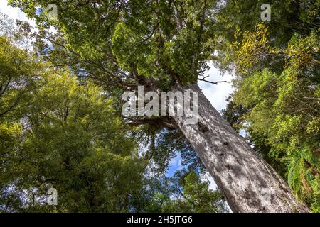 Kauri Tree (Agathis australis) in North Island of New Zealand Stock Photo