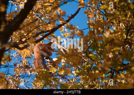 Red squirrel resting on a branch Stock Photo