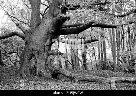 Ancient Beech tree Fagus sylvatica in high contrast black and white. Stock Photo