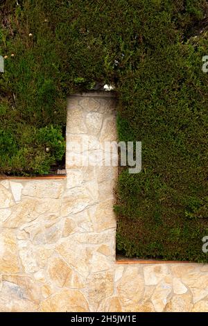 Background of sand colored stone and green cypresses wall texture vertical photo Stock Photo