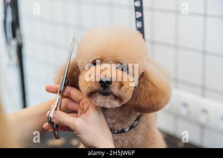Haircut of a little poodle. Stock Photo