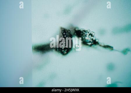 Cannabis mold under a microscope Stock Photo - Alamy