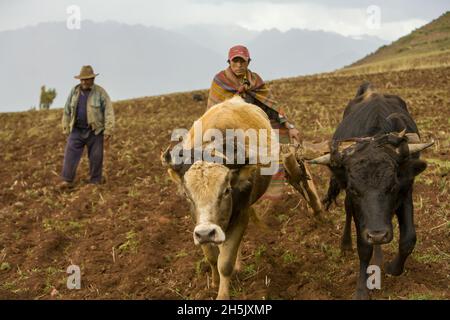Farmers plowing field with oxen, Sacred Valley of the Incas, Peru Stock Photo