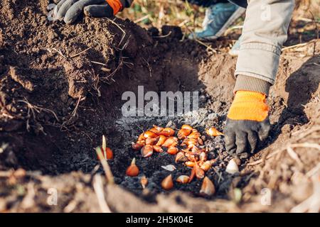 Tulip bulbs fall planting. Gardener puts bulbs in soil with ash. Autumn gardening work. Planting spring flowers Stock Photo