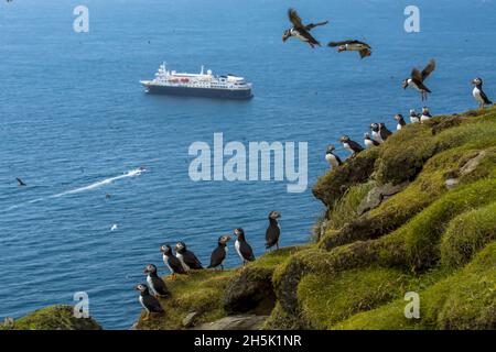 National Geographic Explorer, blue water, Atlantic Puffins on cliff, Atlantic puffin (Fratercula arctica), Mykines, Faroe Islands, Denmark Stock Photo