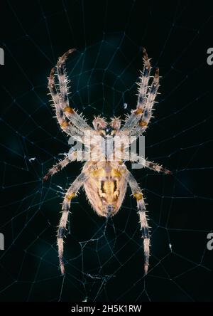 Natural History, Insects, Spider, Detail of European Garden Spider, Araneus diadematus on its web. Stock Photo
