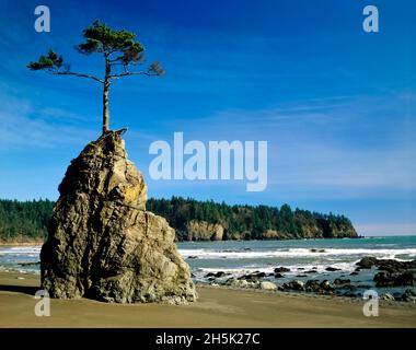 Tree growing from outcrop on a beach in Olympic National Park along the Washington coast; Washington, United States of America Stock Photo