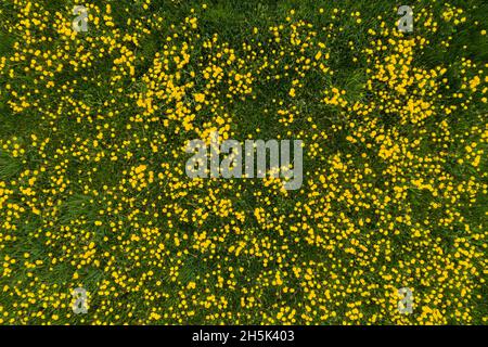 Aerial of a field full of Common dandelion, Taraxacum officinale in Europe. Stock Photo