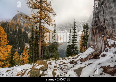 An large old stump from a tree that use to tower over Blue Lake is now reduced to stand on a pile of rocks as the youger trees take its place. The gol Stock Photo