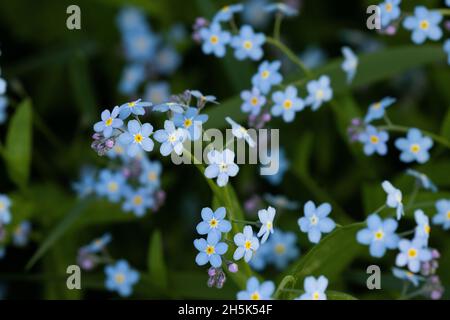 Tiny blossoms of Alpine forget-me-not, Myosotis alpestris flower in Estonia, Northern Europe. Stock Photo