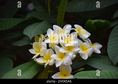 Plumeria, aka frangipani, flowers closeup detail. Stock Photo