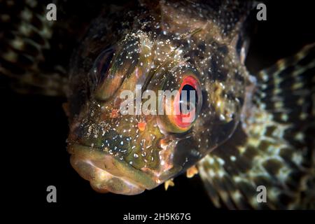 Close-up front view of endemic, Hawaiian Green Lionfish (Dendrochirus barberi); Maui, Hawaii, United States of America Stock Photo