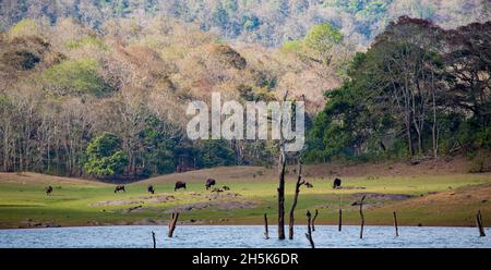 Indian Gaur Bison (Bos gaurus) grazing in Periyar National Park and Wildlife Sanctuary; Kochi, Kerala, India Stock Photo