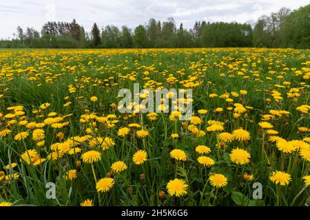 Springtime grassland covered with blooming bright yellow Common dandelion, Taraxacum officinale flowers. Shot in Estonia, Northern Europe. Stock Photo