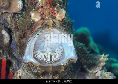A Commerson's Frogfish (Antennarius commerson) 'yawns' with mouth wide open, Maui; Hawaii, United States of America Stock Photo