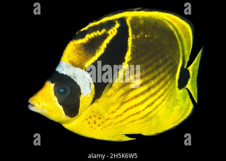 Close-up portrait of a racoon butterflyfish (Chaetodon lunula) with a black background, Maui; Hawaii, United States of America Stock Photo