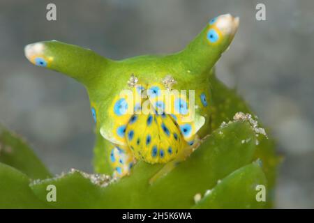 Rare Oxynoe jordani sea slug feeding on Caulerpa taxifolia, last referenced in Hawaii in the mid 1800's, Maui; Hawaii, United States of America Stock Photo