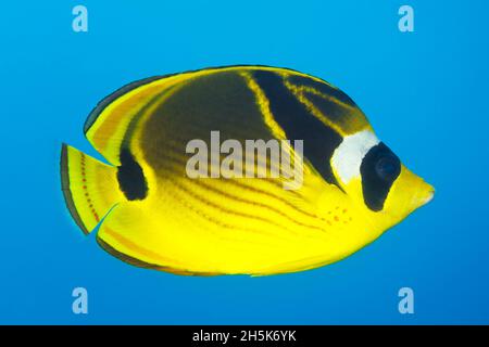 Close-up portrait of a racoon butterflyfish (Chaetodon lunula) swimming in bright blue water, Maui; Hawaii, United States of America Stock Photo