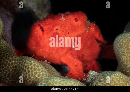 A bright, red frogfish (Antennarius nummifer) sits on coral reef with black background, Maui; Hawaii, United States of America Stock Photo