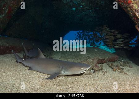 Whitetip Reef Sharks (Triaenodon obesus) resting in the sand on the ocean floor in a sea cave with a school of fish swimming by at Mala Wharf, Laha... Stock Photo