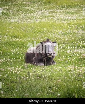 Baby Musk Ox (Ovibos moschatus) lying in a field of clover; Palmer, Alaska, United States of America Stock Photo
