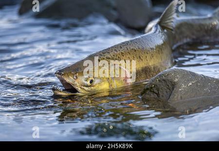 Close-up of a pink salmon (Oncorhynchus gorbuscha) stranded in very little water, determined to get to the spawning ground in the receding tide Stock Photo