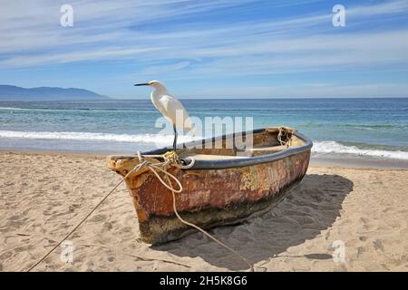 White heron (Ardeidae) perched on the bow of a weathered rowboat moored on the sandy beach in front of the turquoise oceanfront Stock Photo