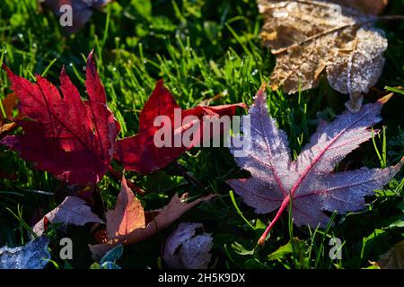 Diferent leaves of various trees fallen in the fall and covered by a thin layer of frost and sun rays. Stock Photo