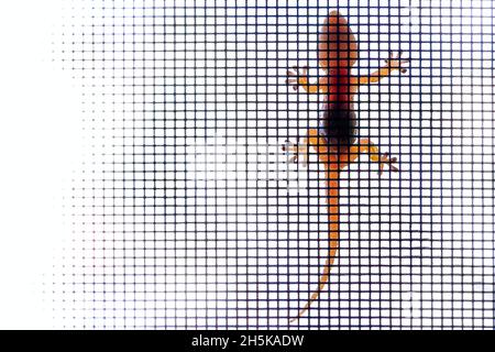 Terracotta gecko on mosquito net, white background. Silhouette. Stock Photo
