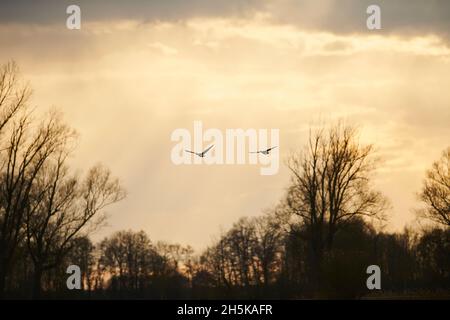 Flock of Greylag geese (Anser anser) in flight; Bavaria, Germany Stock Photo