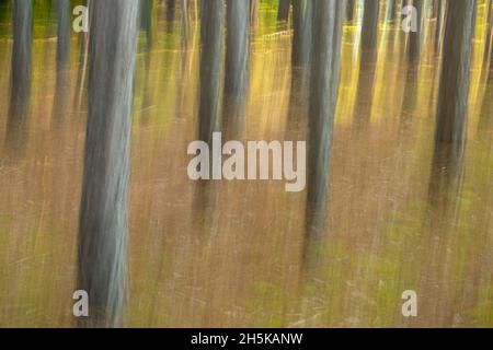 Pine tree trunks in late summer, Algonquin Provincial Park, Nipissing Township, Ontario, Canada Stock Photo