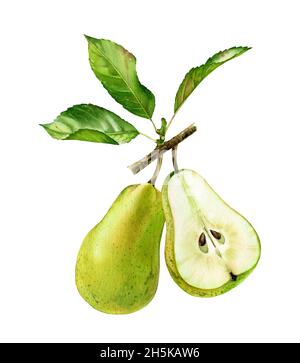 Watercolor green pears. Two pear fruits, whole and a half with leaves. Realistic botanical floral composition. Isolated illustration on white. Hand Stock Photo