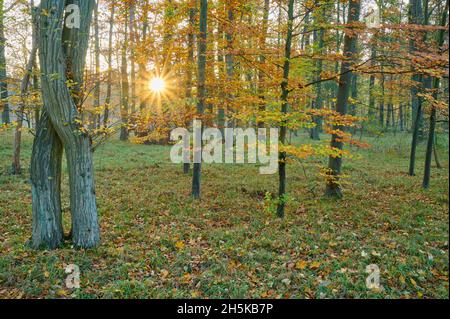 Forest with morning sun in autumn; Bavaria, Germany Stock Photo